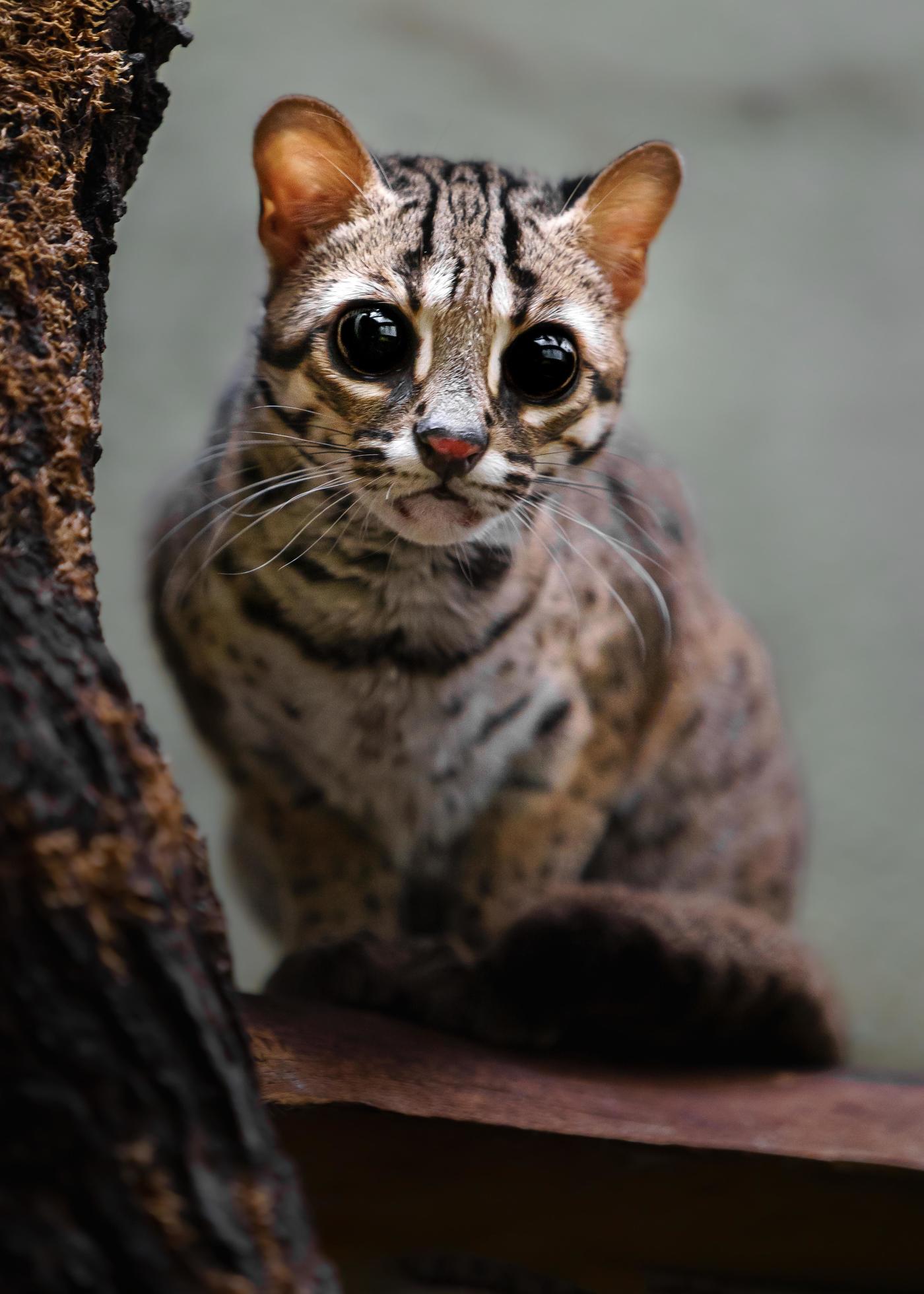 Palawan leopard cat 18918412 Stock Photo at Vecteezy