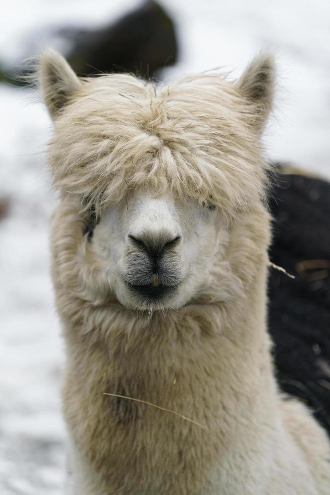 Alpaca in zoo photo