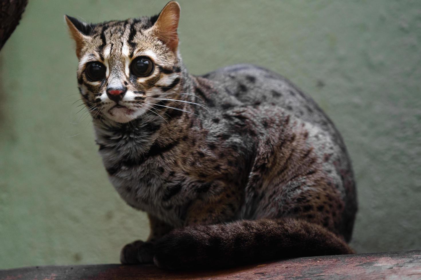 Palawan Leopard Cat 18918420 Stock Photo At Vecteezy download-00ff00-crimson-apple-svg-freepngimg
