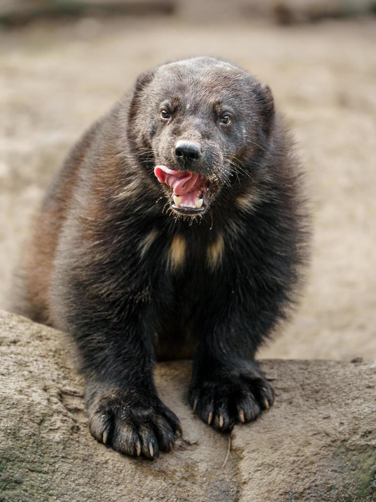 Lobezno en el zoológico foto