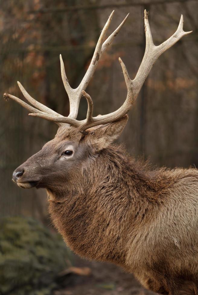 Portrait of Altai wapiti photo