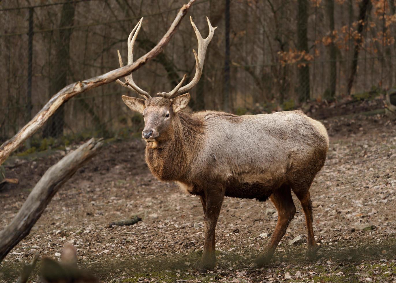 Portrait of Altai wapiti photo