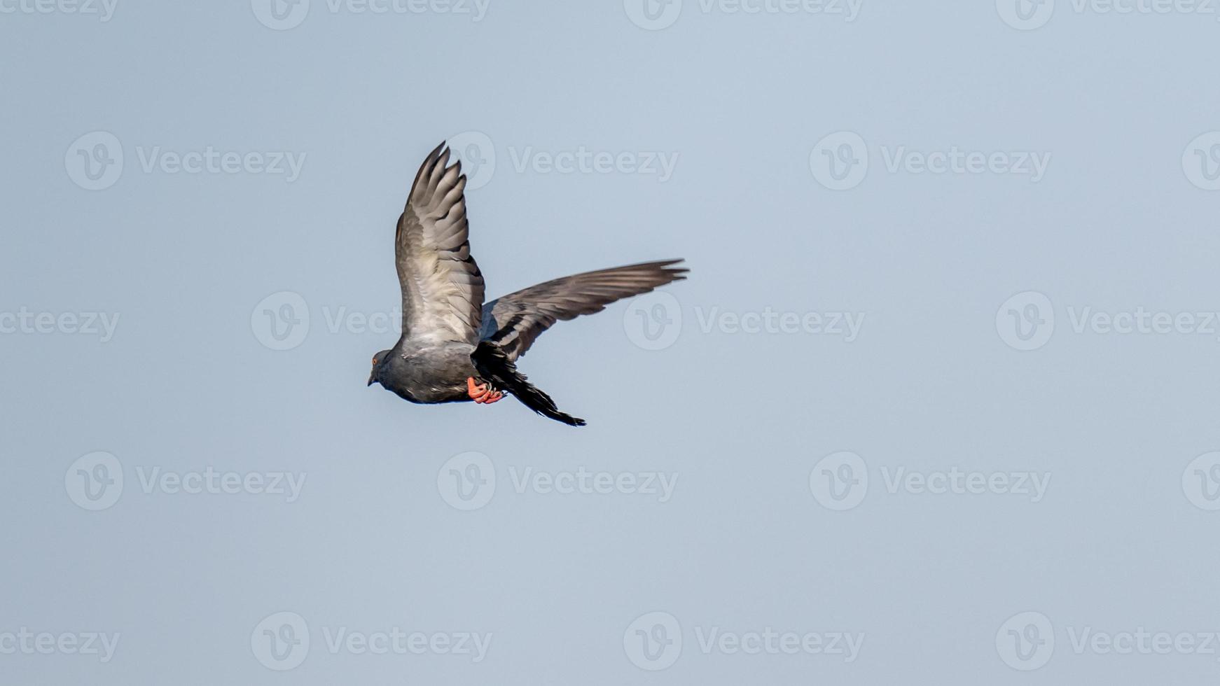 pigeon flying in the blue sky photo