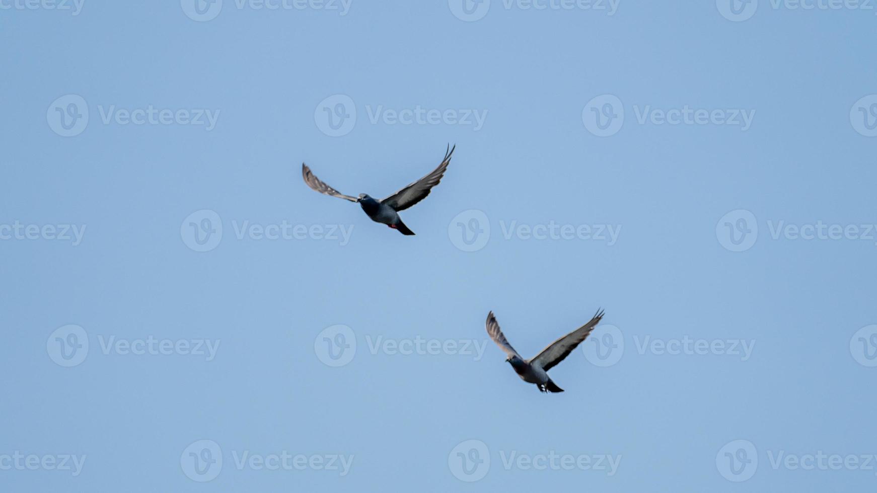 pájaros volando en el cielo azul foto