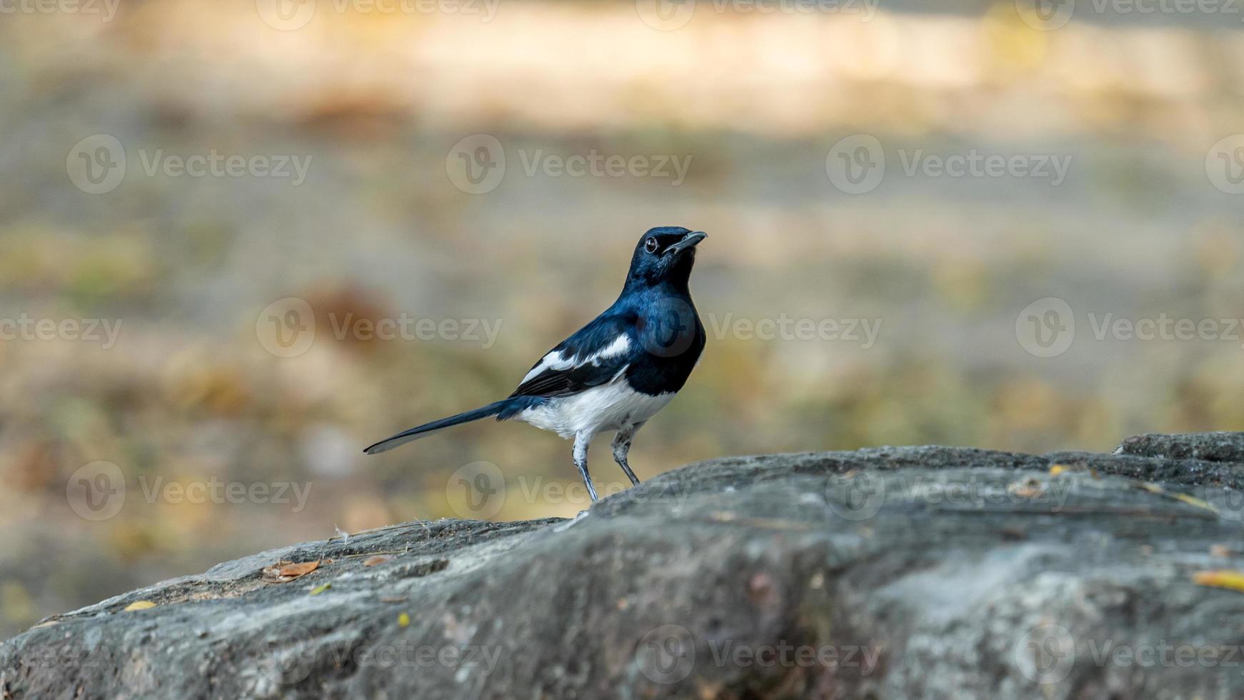 oriental magpie robin stand on the rock photo