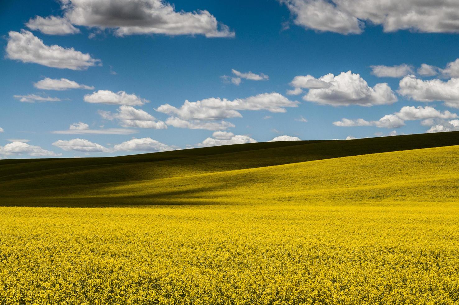 campo de flores bajo el cielo nublado foto