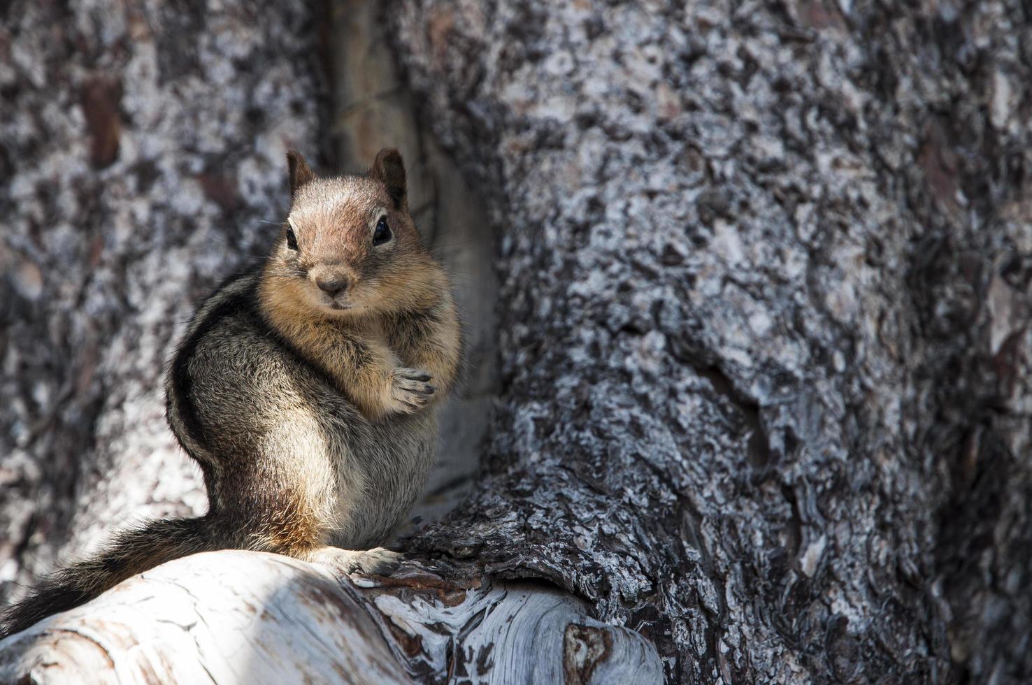 una pequeña ardilla parada en la rama de un árbol foto