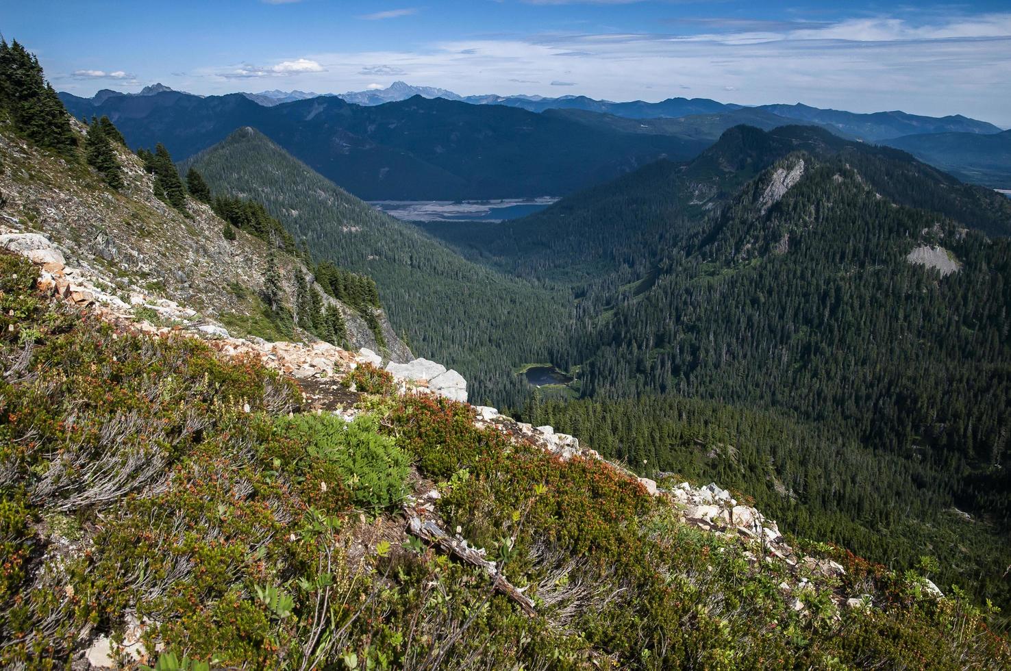 Wild flowers vs. Mountains photo