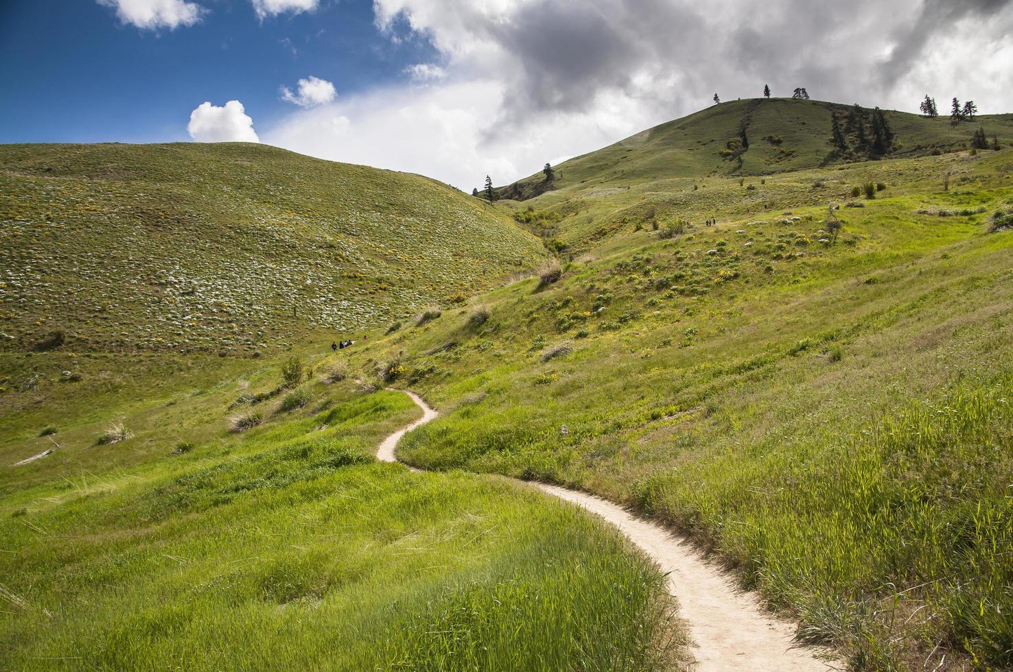 sendero de flores silvestres en wenatchee foto