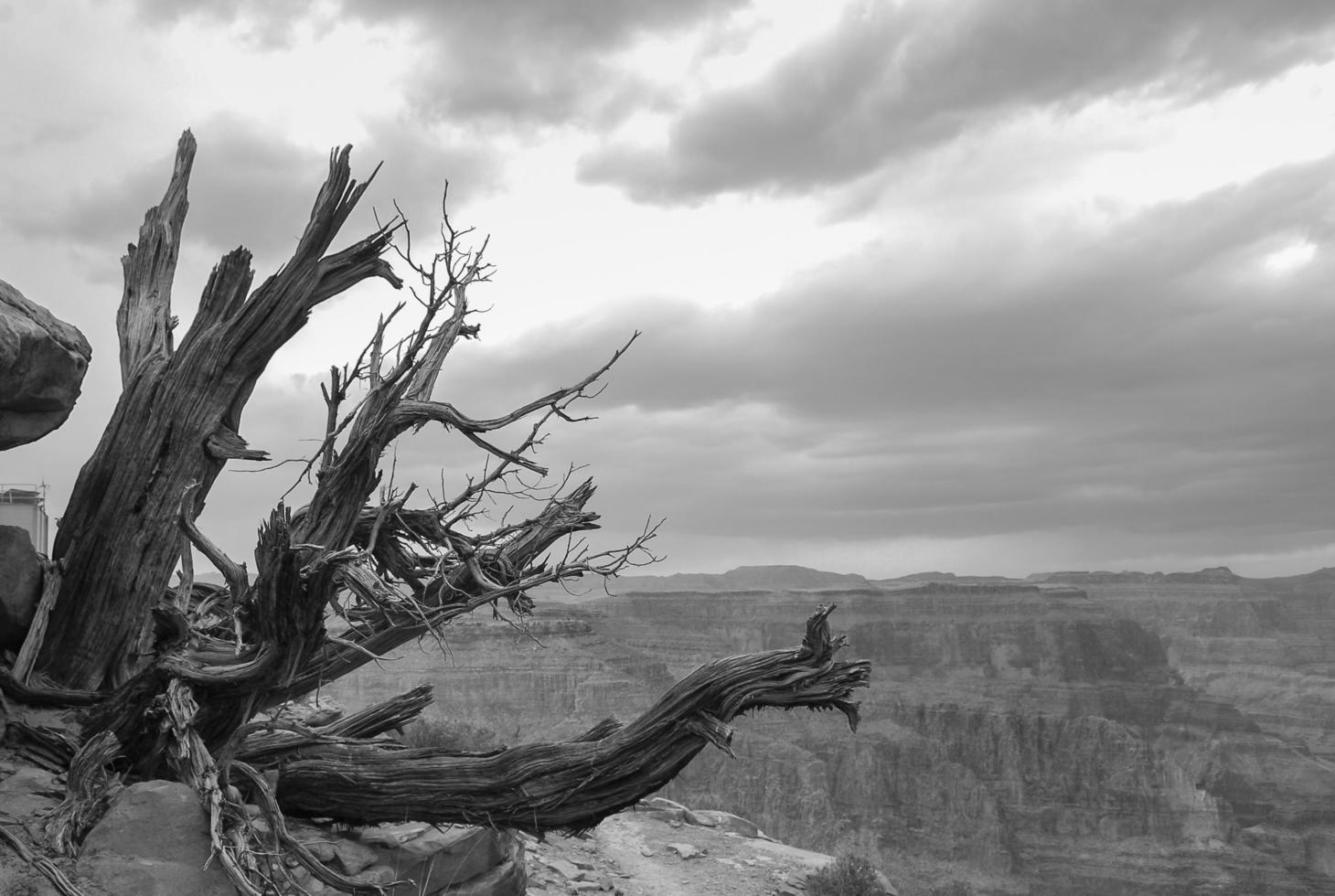 un árbol muerto en el gran cañón foto