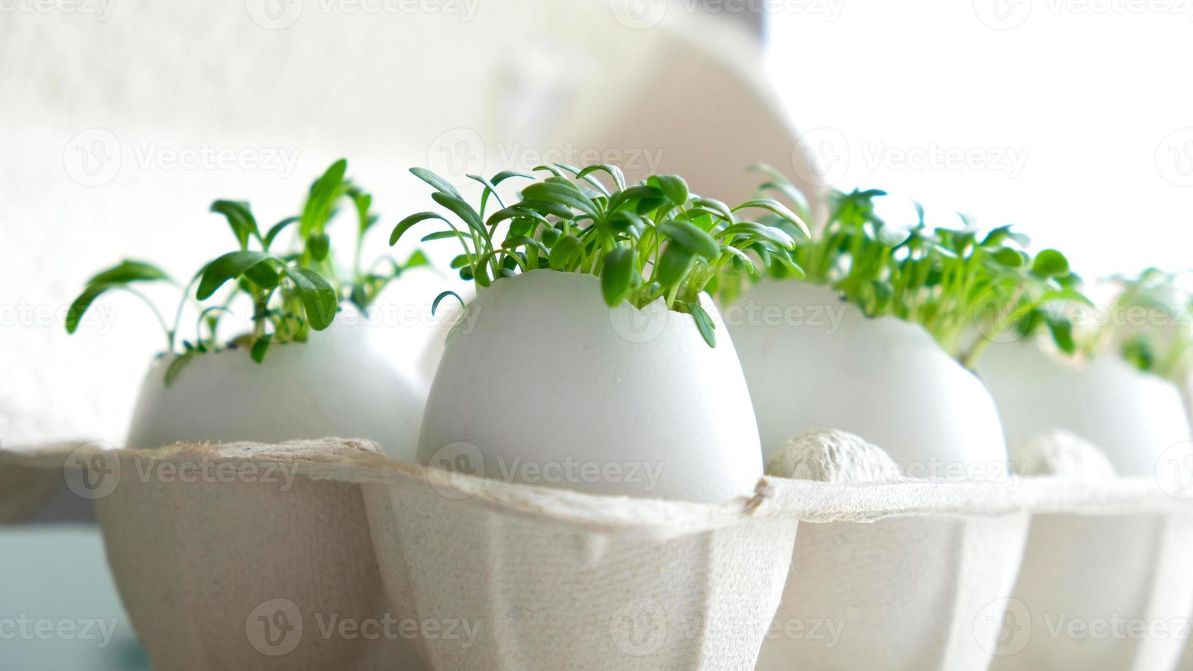 Fresh microgreens watercress grows in an white egg shell in paper egg box. Vegan and healthy eating concept. Creative eco concept. Zero waste. Close-up. Easter banner. photo