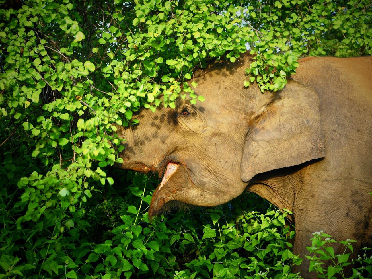 elefante comiendo en sri lanka foto