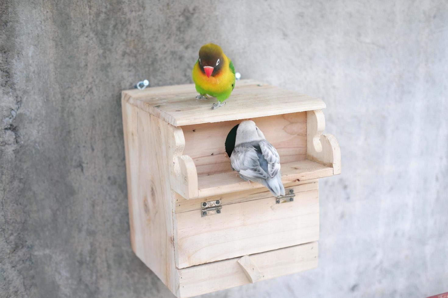 cute and adorable little bird photo