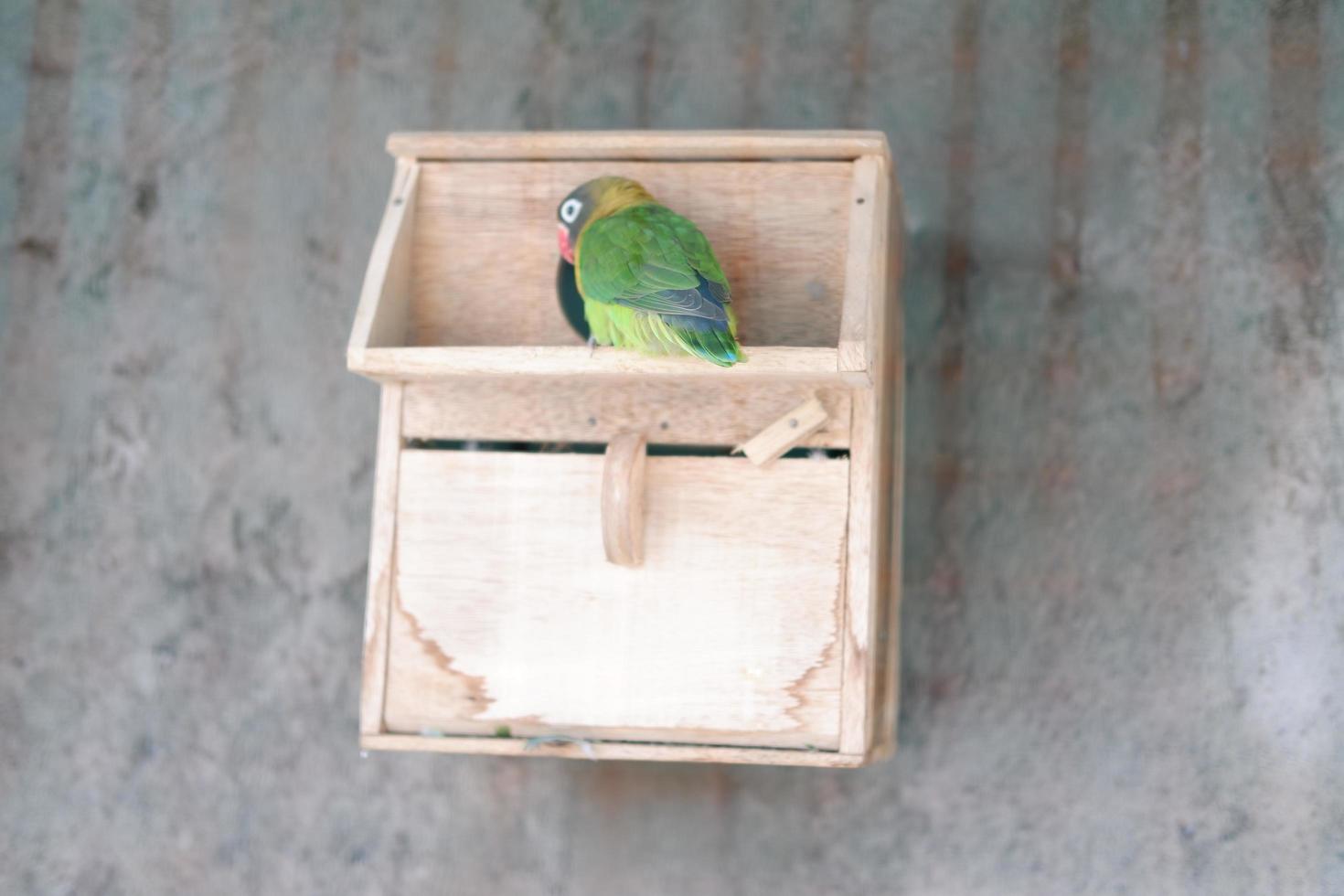 cute and adorable little bird photo