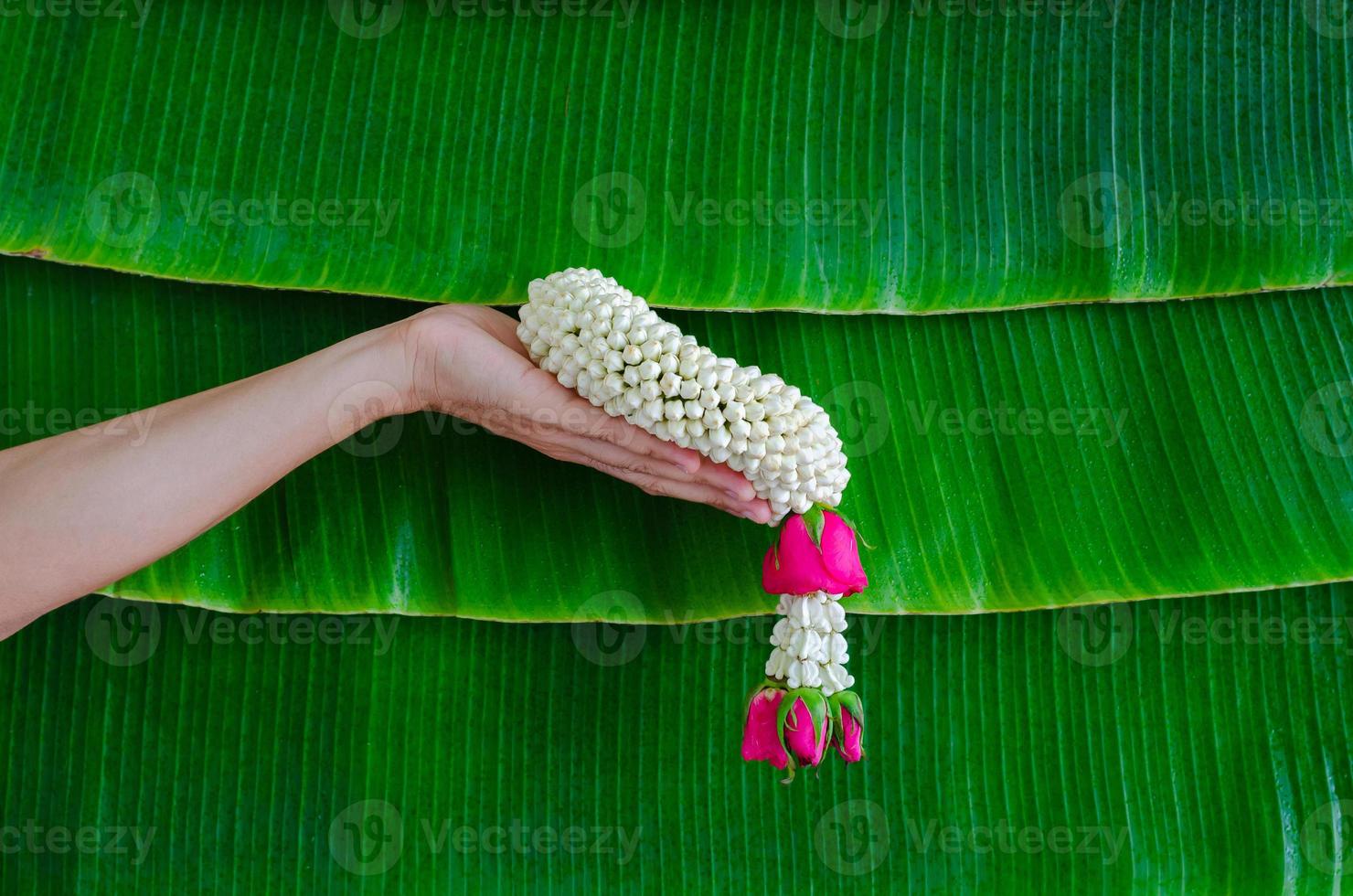 Hand holding jasmine garland with wet banana leaf background for Songkran festival concept. photo