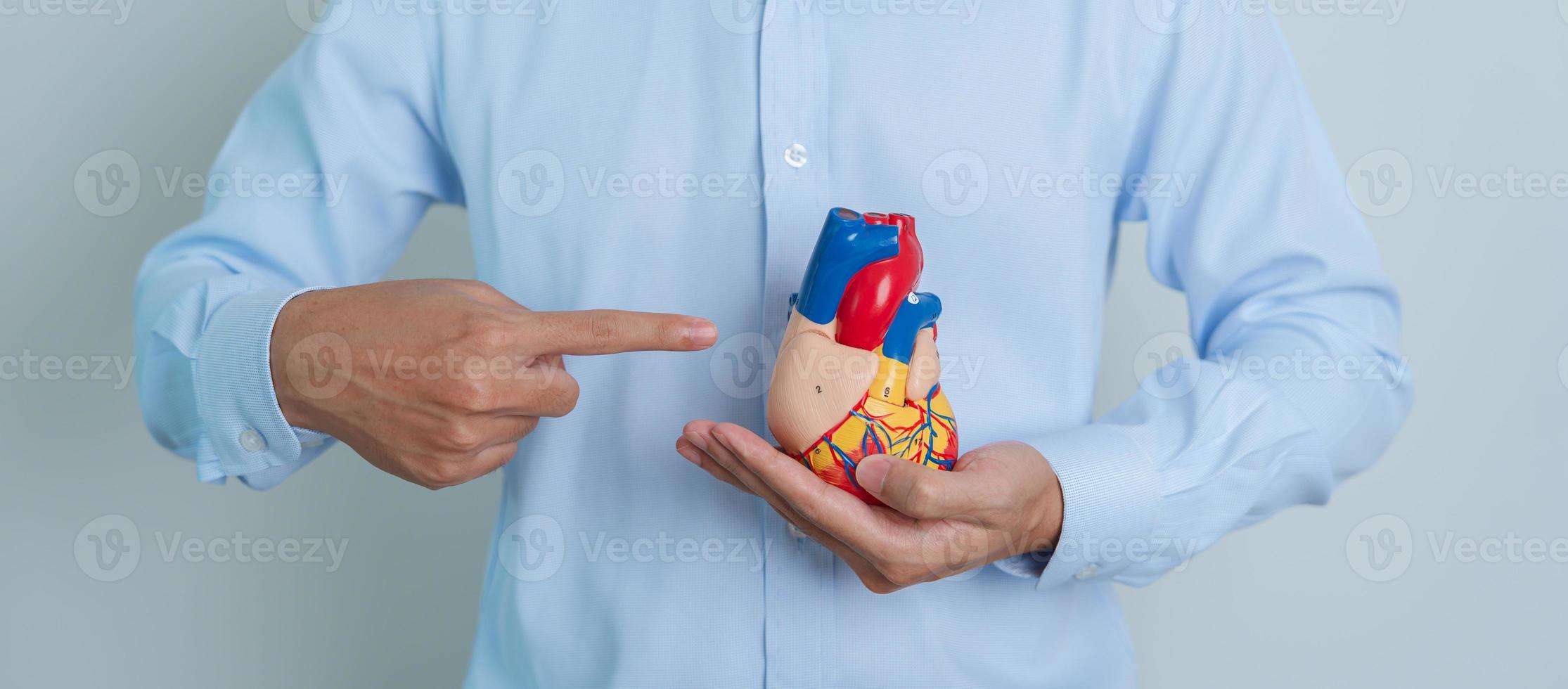 man holding human Heart model. Cardiovascular Diseases, Atherosclerosis, Hypertensive Heart, Valvular Heart, Aortopulmonary window, world Heart day and health concept photo