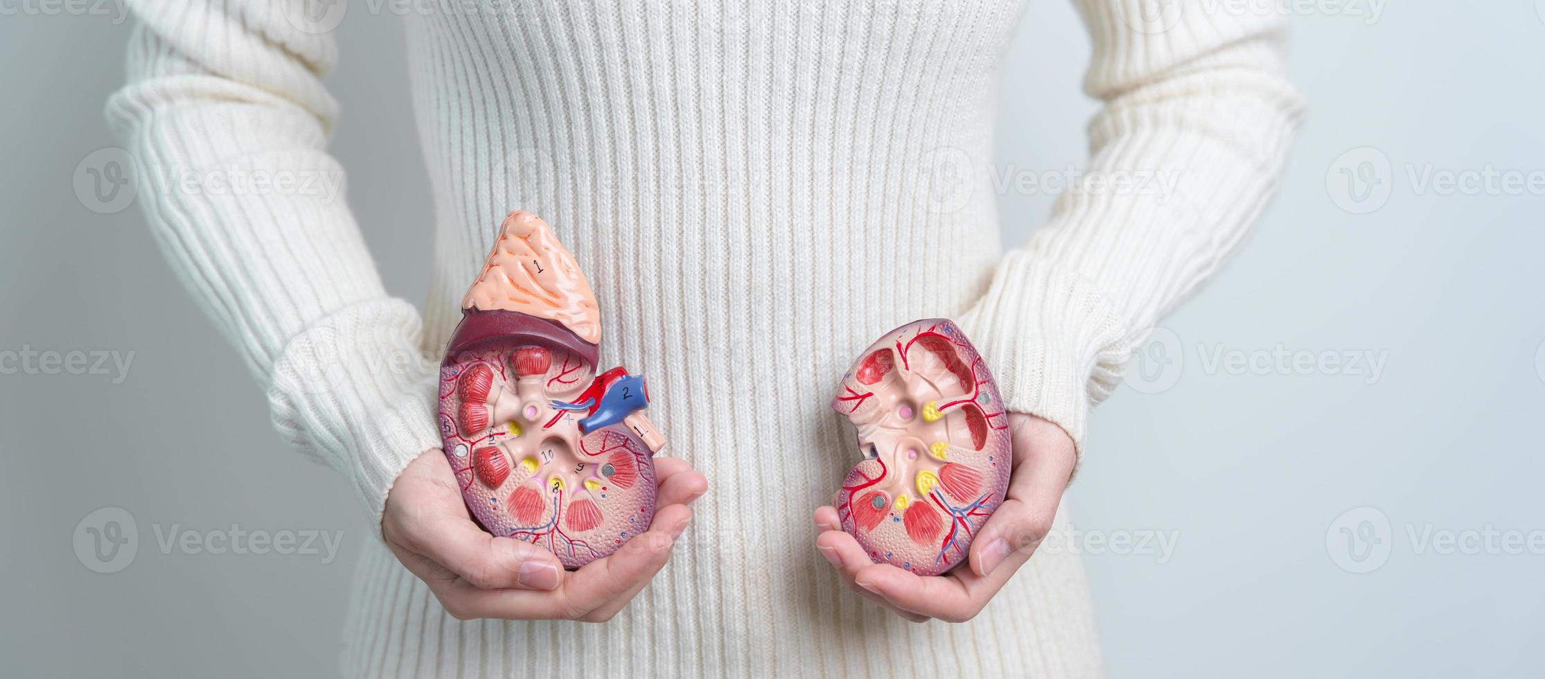 mujer sosteniendo modelo anatómico de glándula suprarrenal de riñón humano. enfermedad del sistema urinario y cálculos, cáncer, día mundial del riñón, riñón crónico y concepto del día del donante de órganos foto