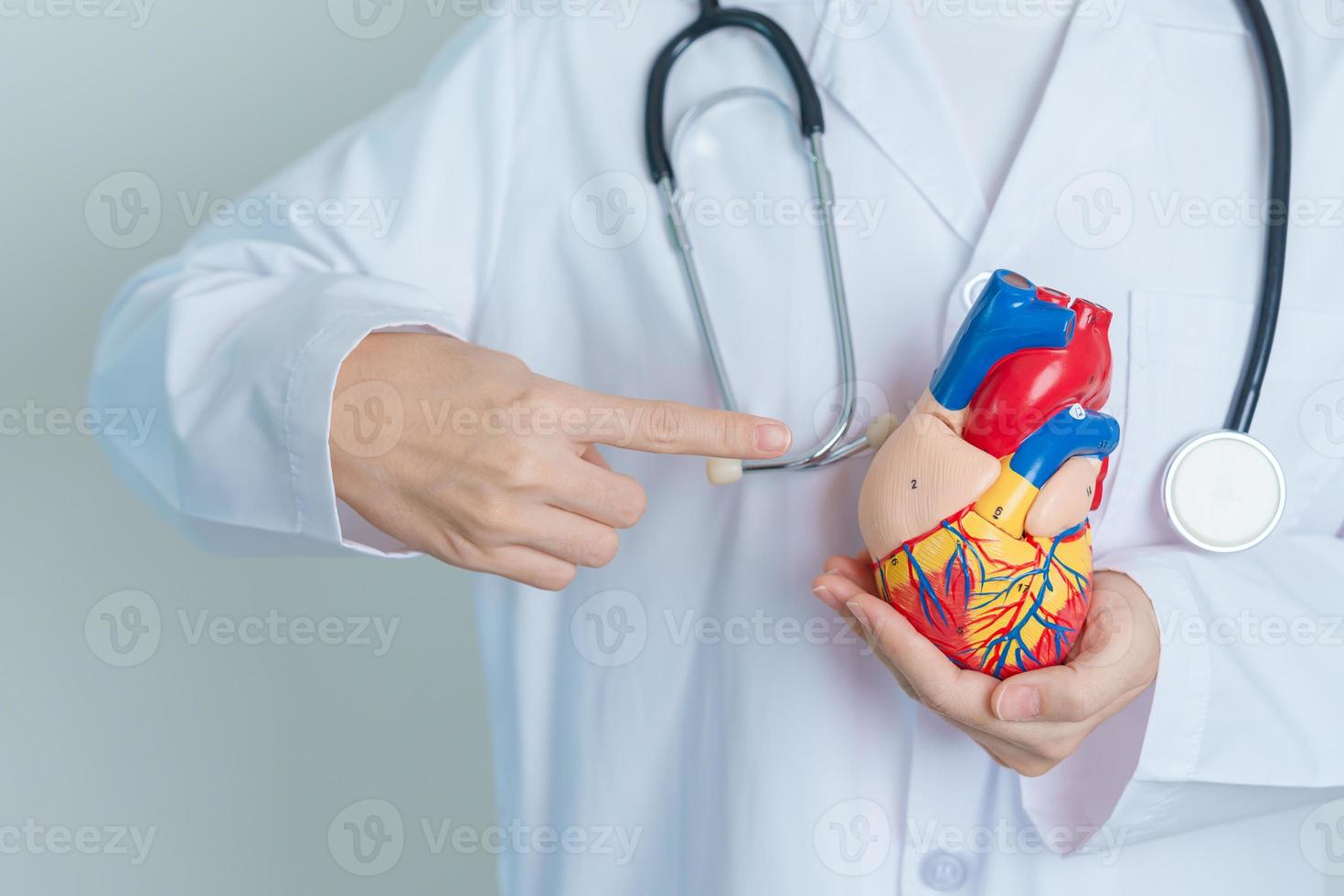 Doctor holding human Heart model. Cardiovascular Diseases, Atherosclerosis, Hypertensive Heart, Valvular Heart, Aortopulmonary window, world Heart day and health concept photo