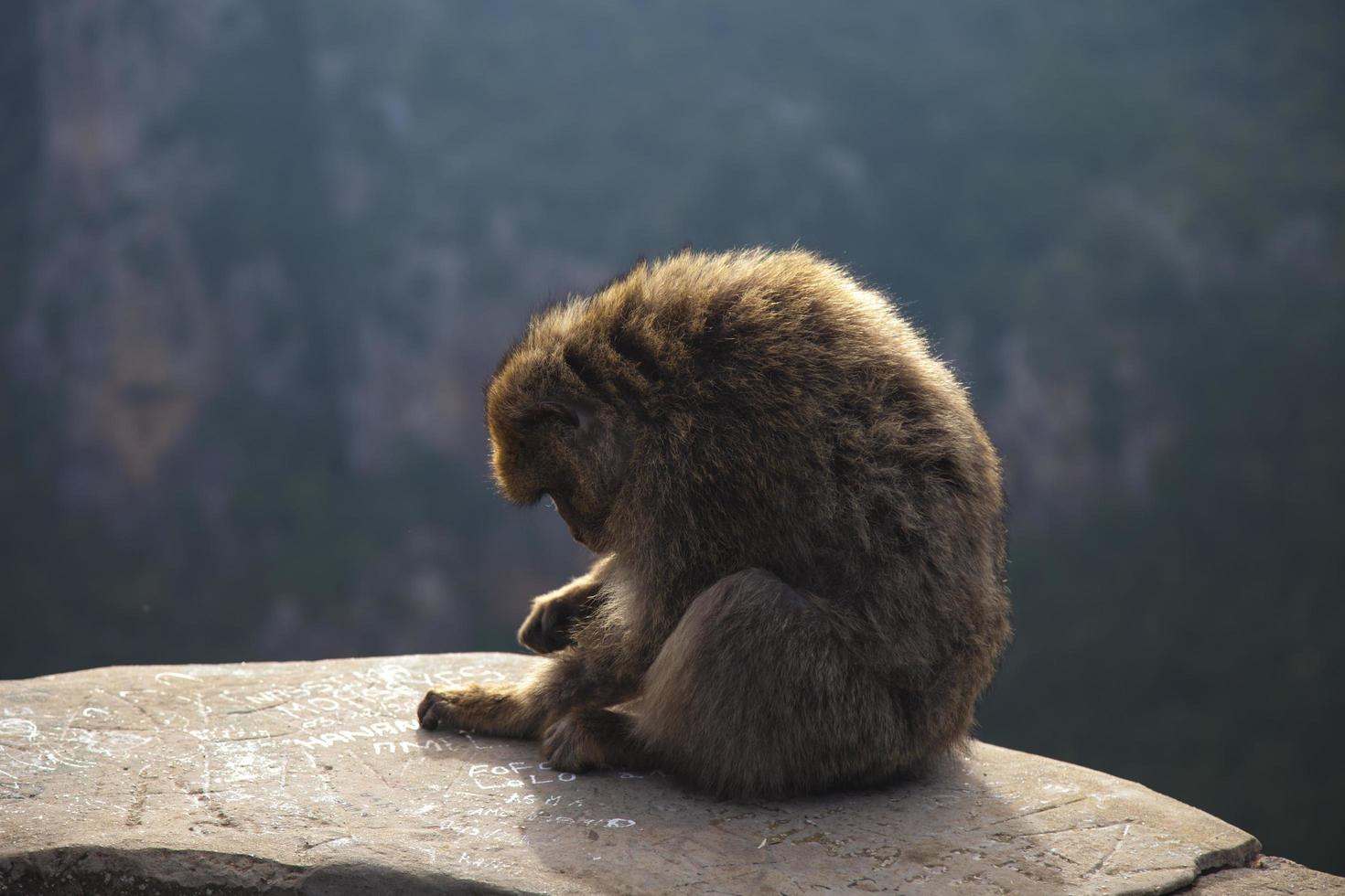 Golden mountain monkey photo