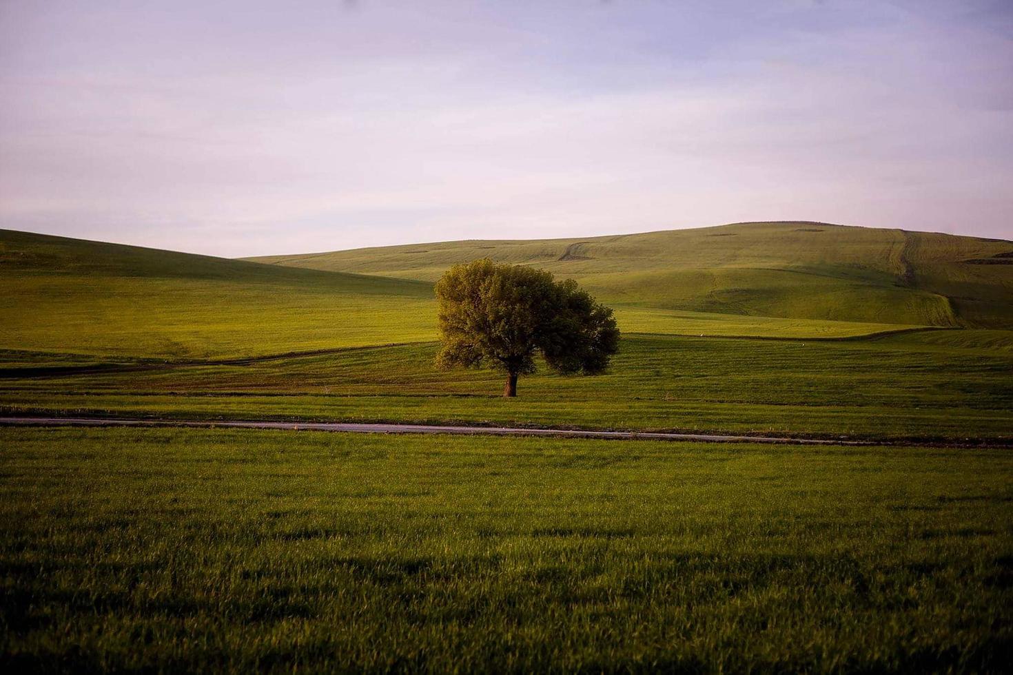 árbol gigante en medio de la siembra foto