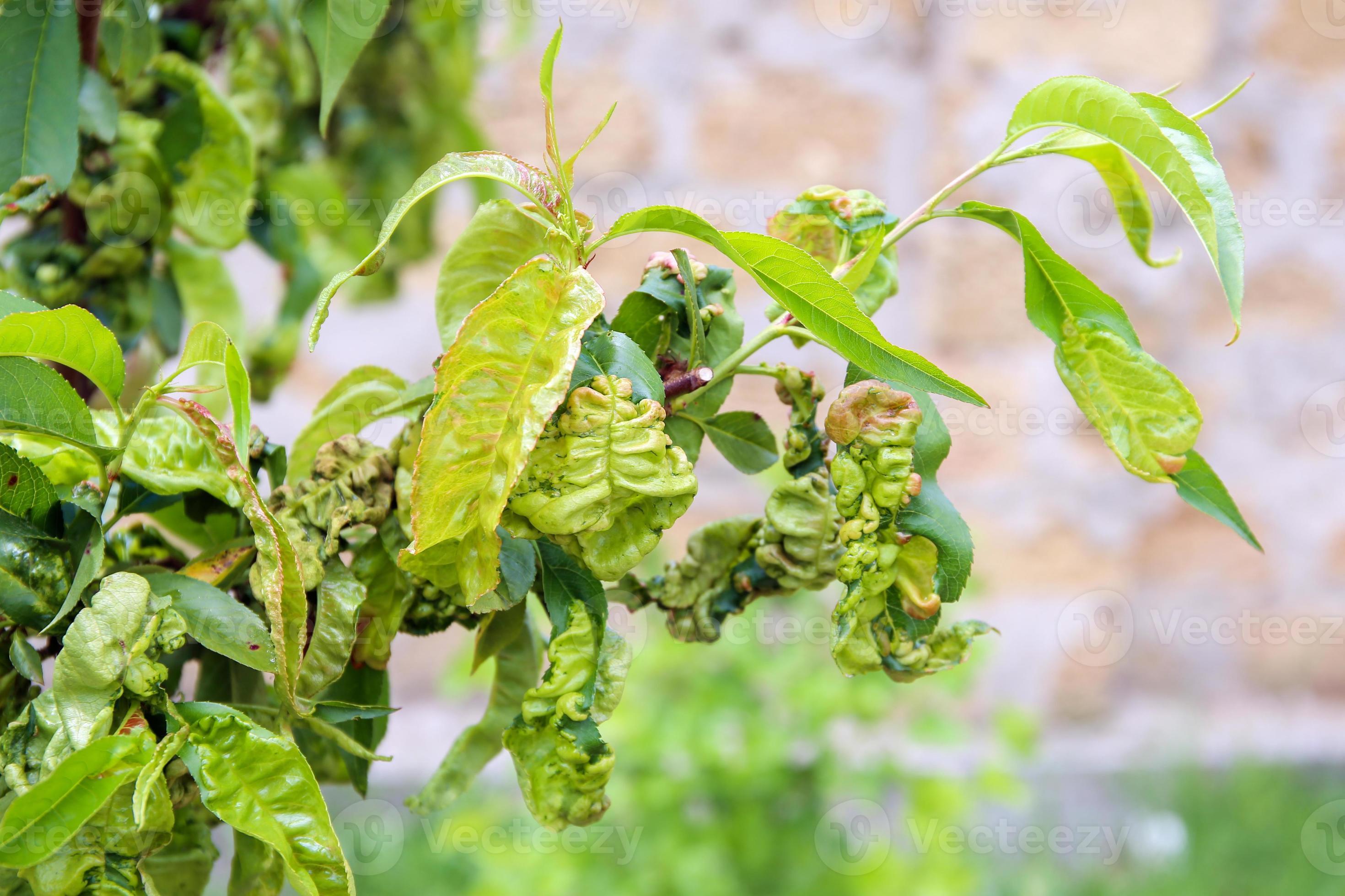 Daños en hoja