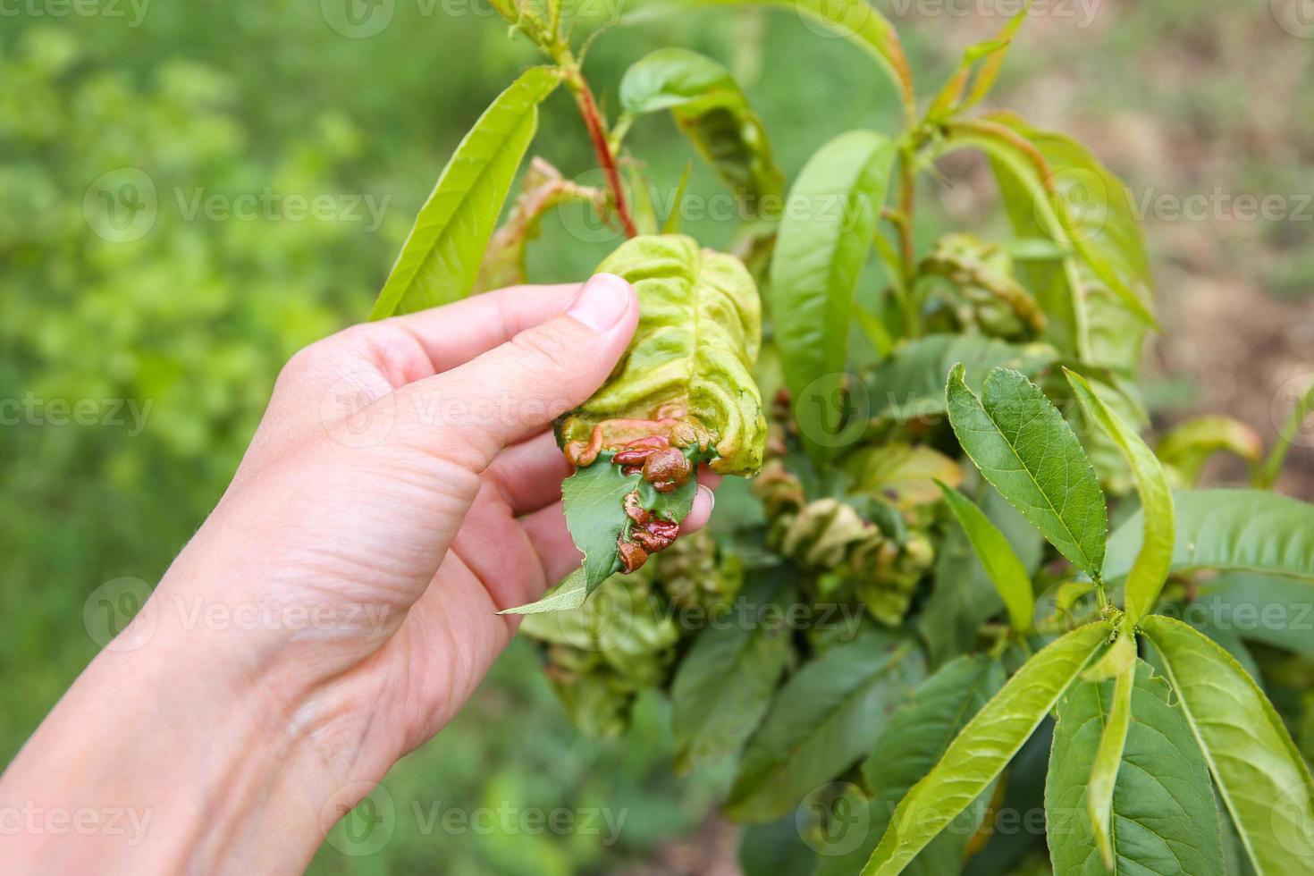 Peach leaves are affected by fungus. Concept of diseases and pests on tree. Curly peach leaves. photo
