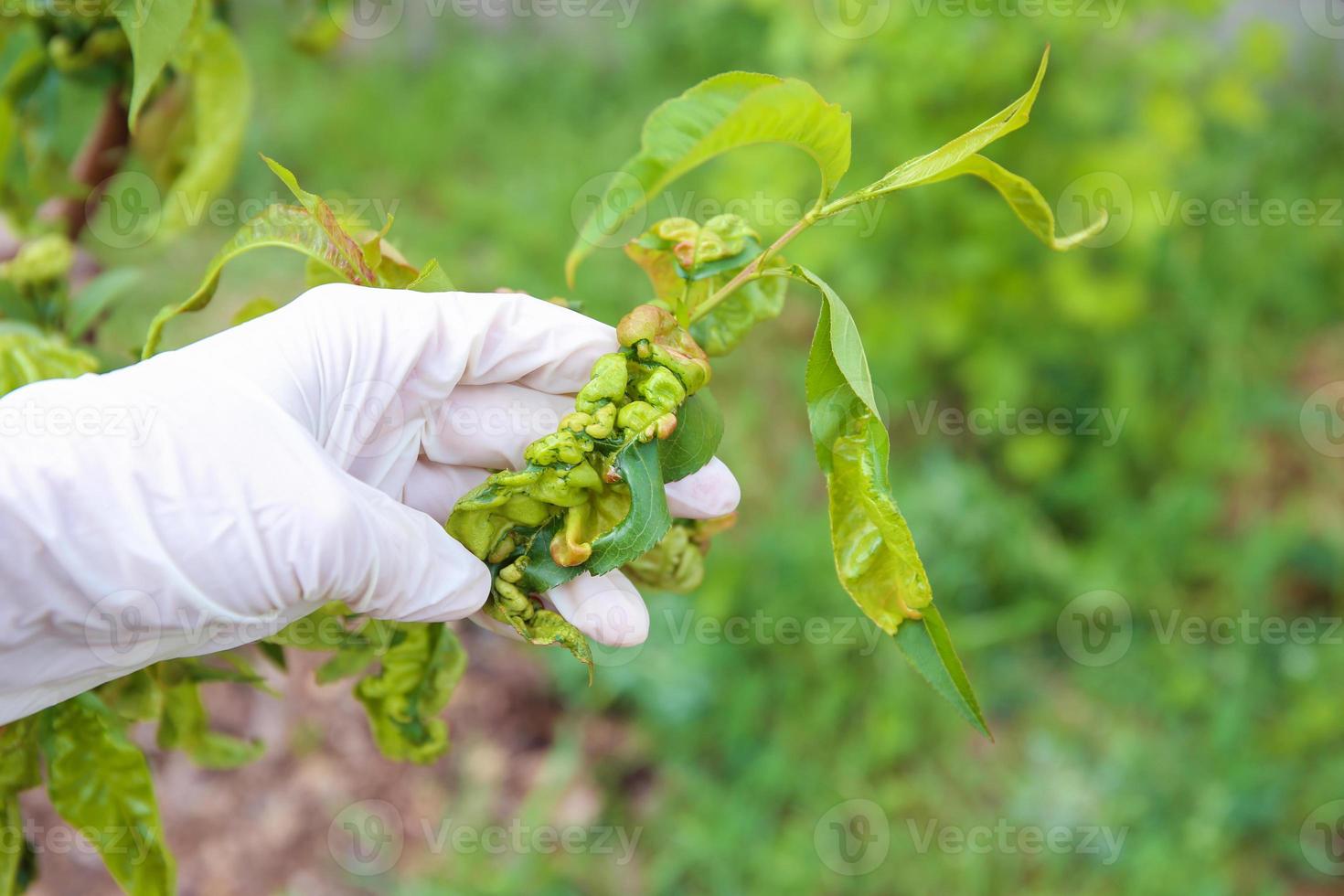 Peach leaves are affected by fungus. Concept of diseases and pests on tree. Curly peach leaves. photo