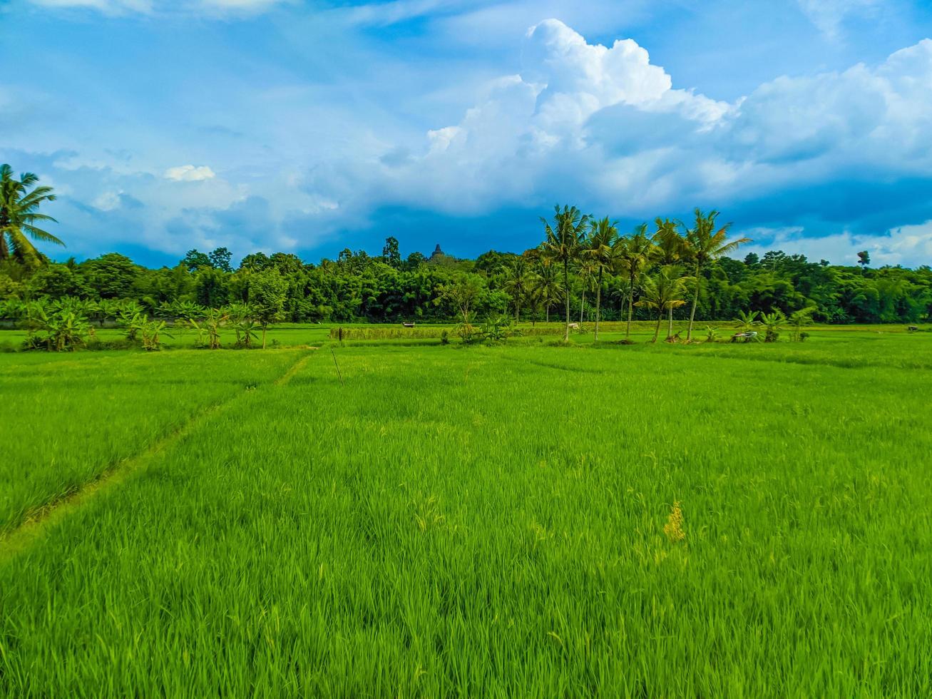 Peaceful village view. Huge farmland in the middle of a vast landscape. photo