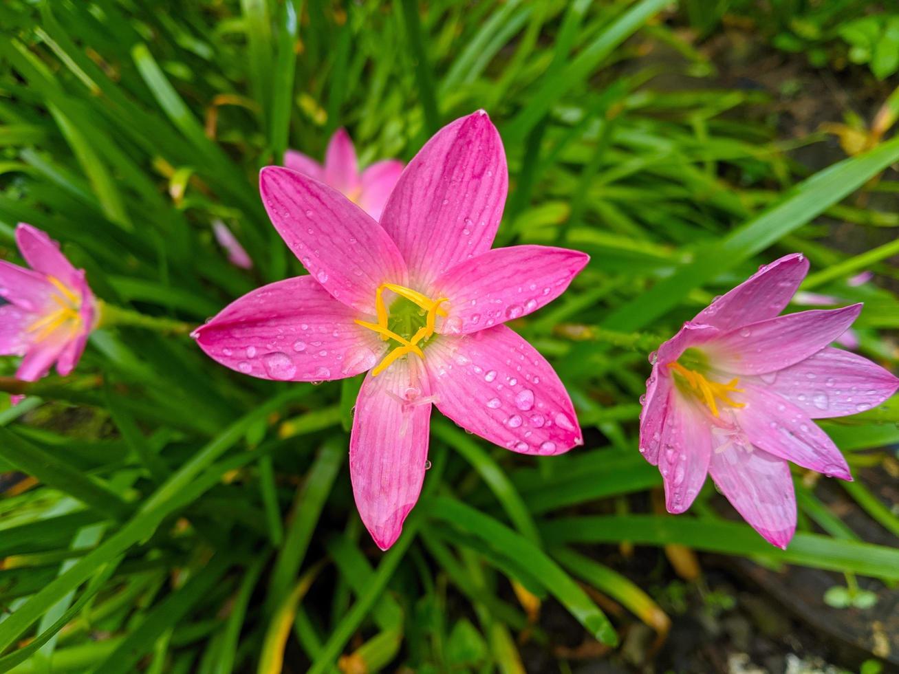 The pink rain lily is a species of plant of the genus Zephyranthes or rain lily native to Peru and Colombia. photo