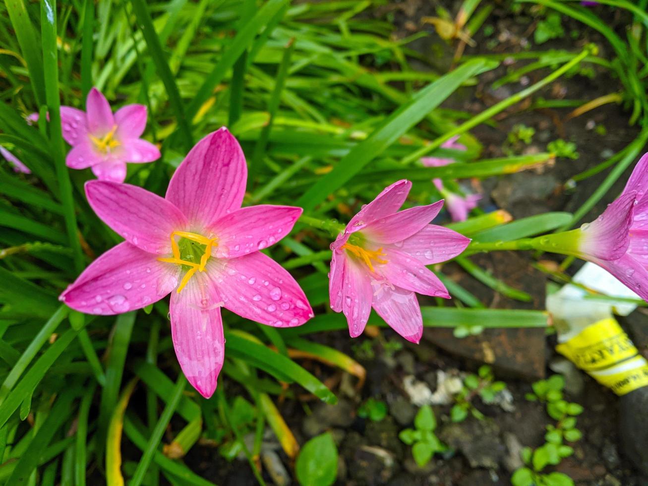 el lirio de lluvia rosa es una especie de planta del género zephyranthes o lirio de lluvia originaria de perú y colombia. foto