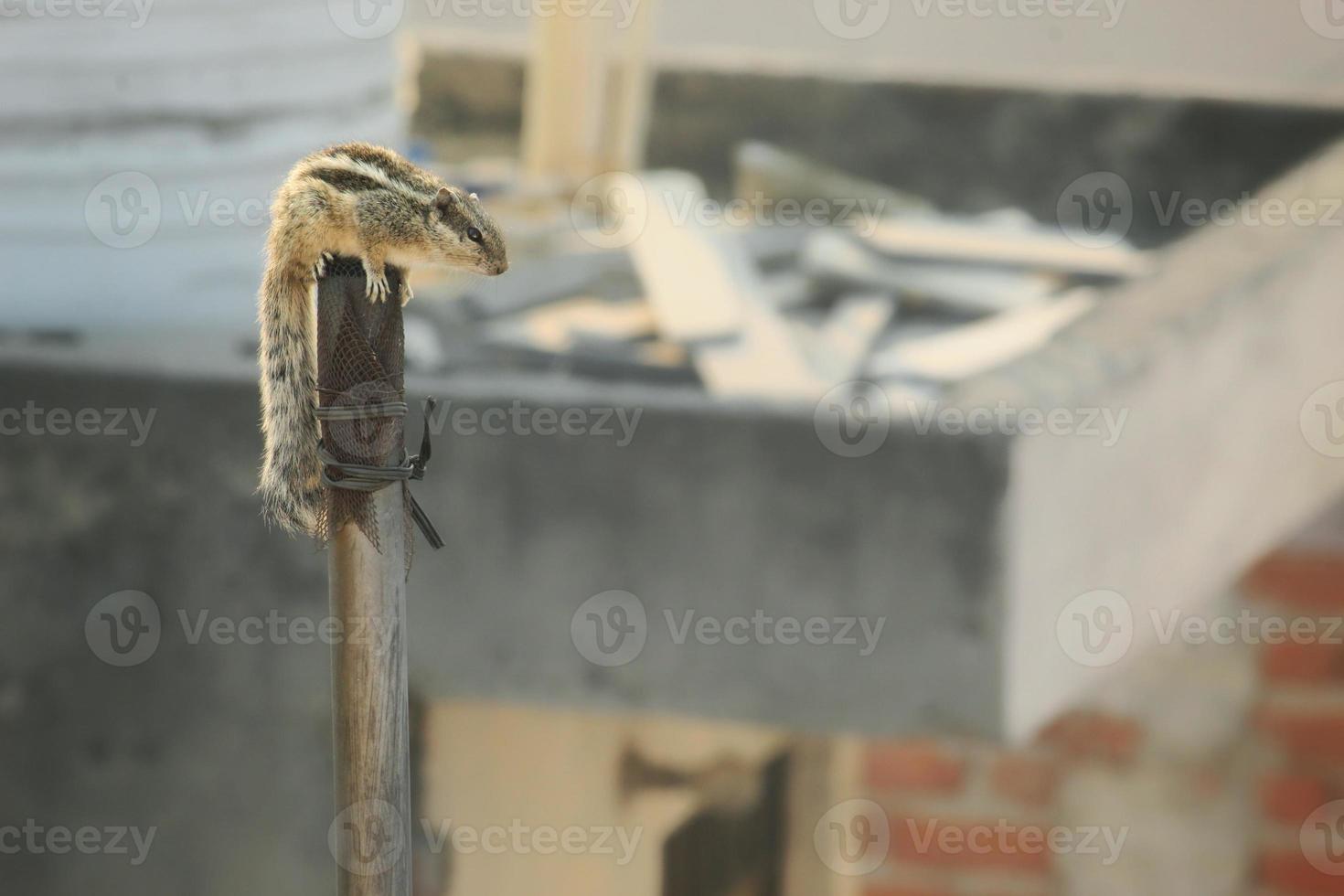 Closeup shot of an Indian palm squirrel on a post photo