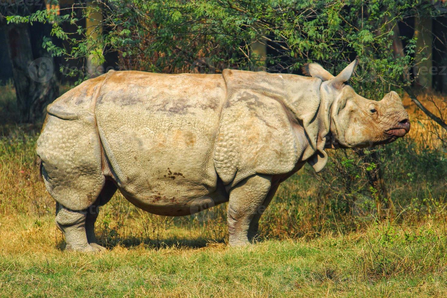 Large rhinoceros in a zoo photo