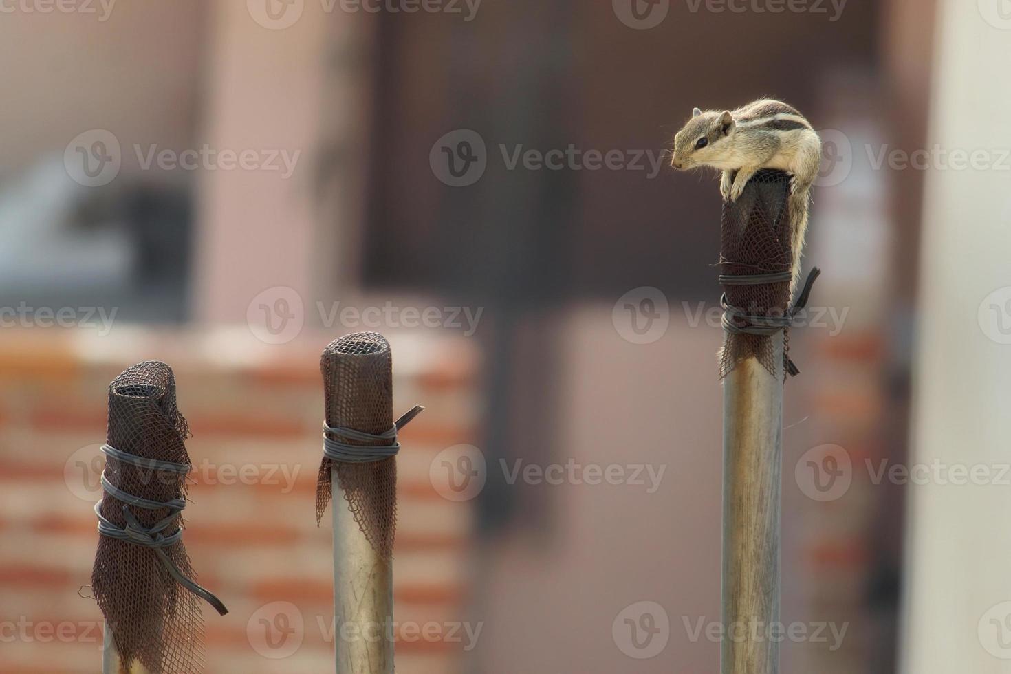 Closeup shot of an Indian palm squirrel on a post photo