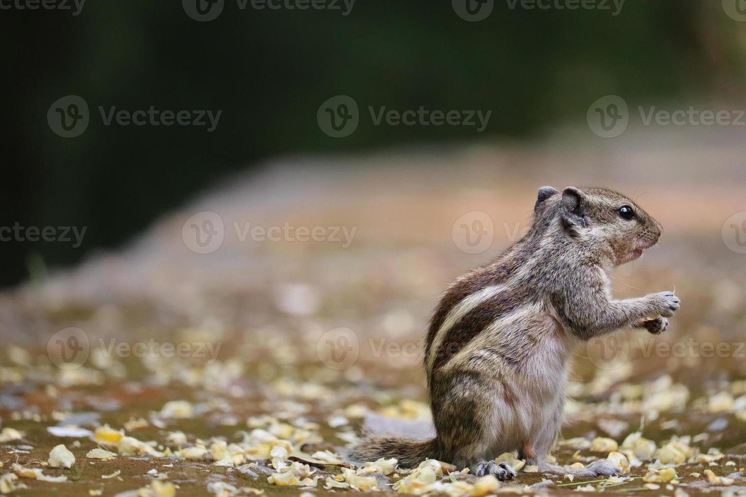 Captura de pantalla de una ardilla de palma india que mira comer nueces contra un fondo verde borroso foto