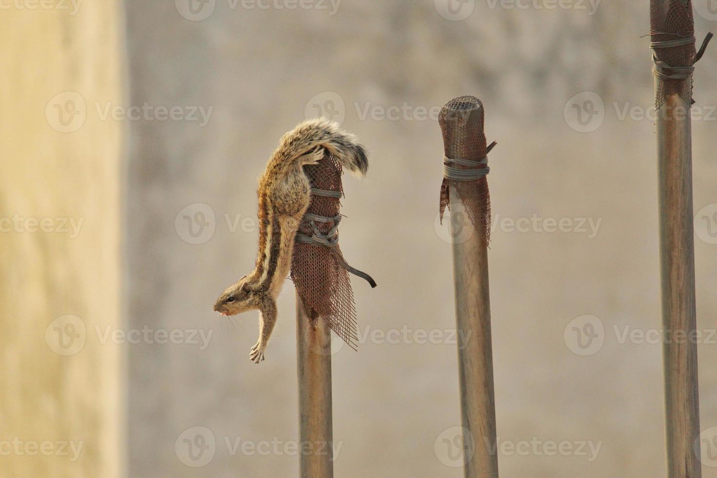Closeup shot of an Indian palm squirrel on a post photo