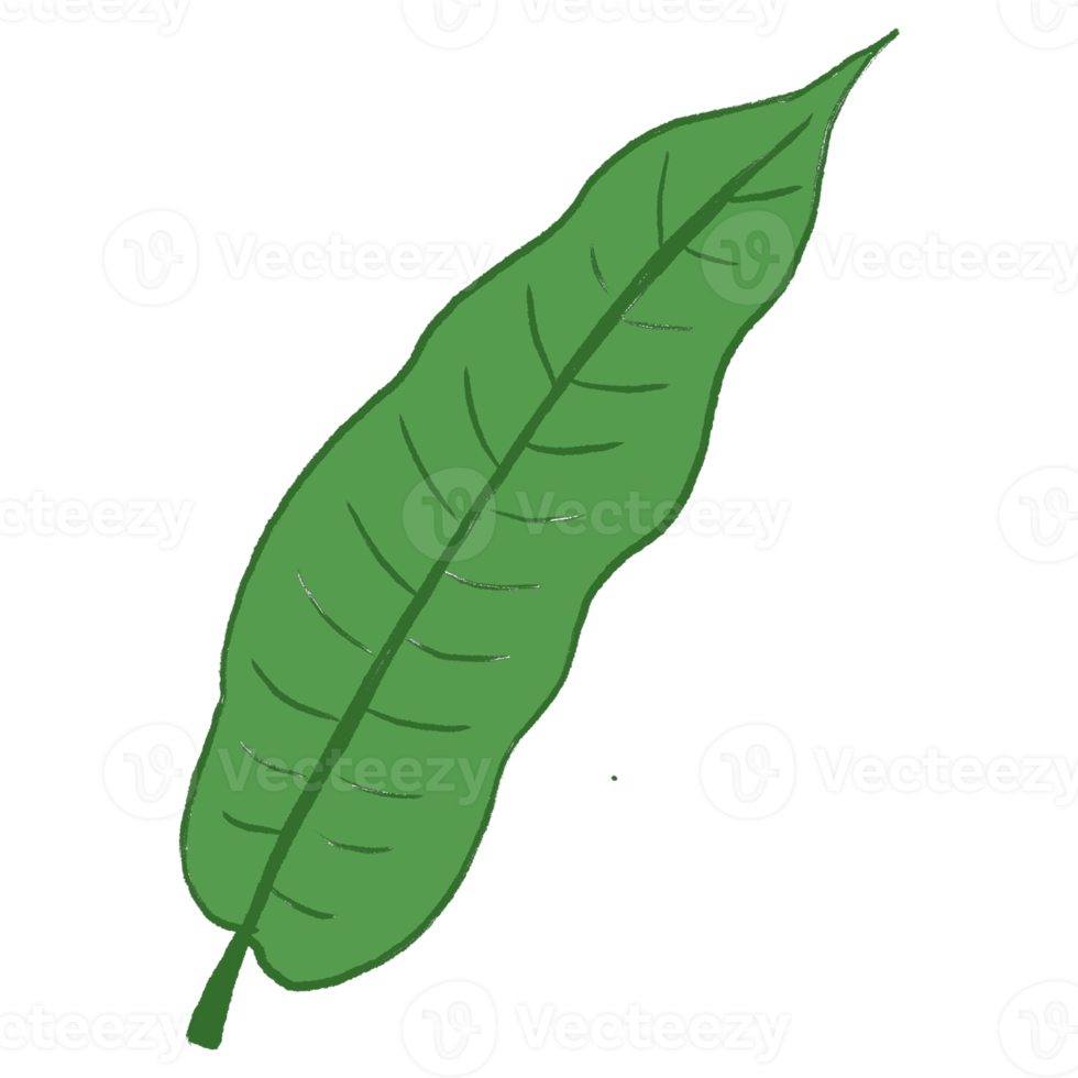 Green Leaf Illustration png