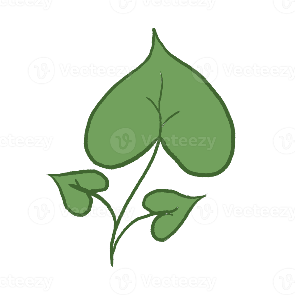 Green Leaf Illustration png