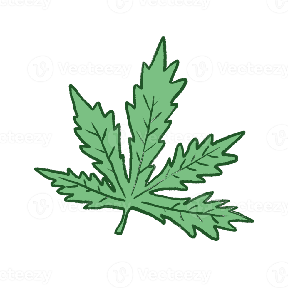 Green Leaf Illustration png