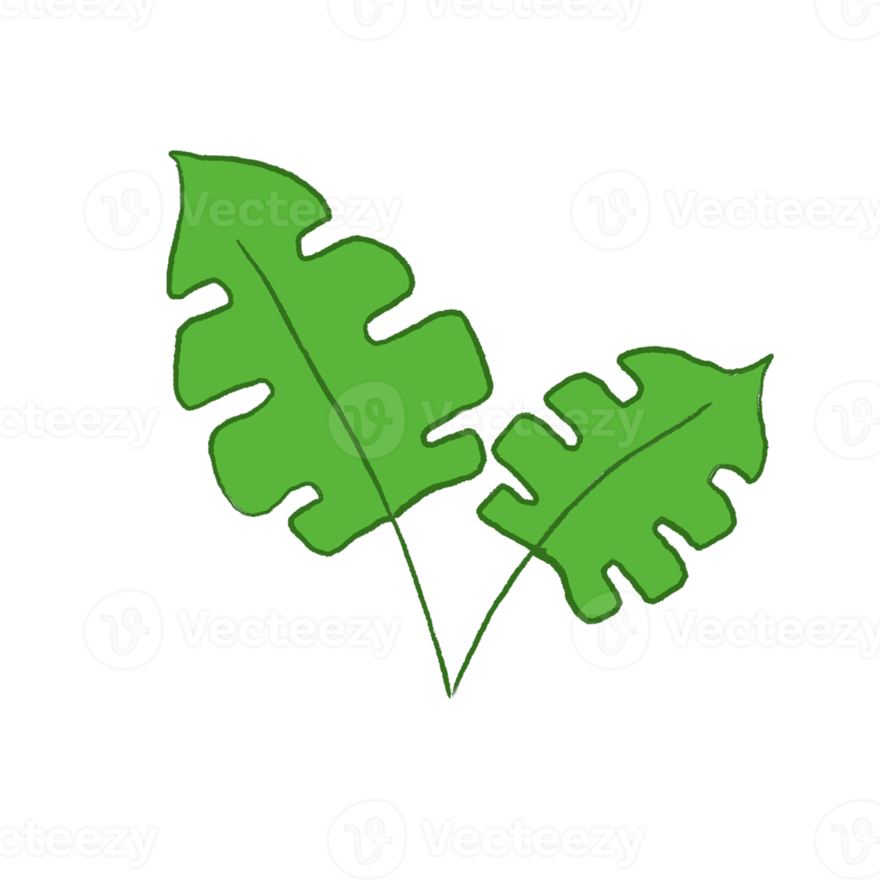 Green Leaf Illustration png