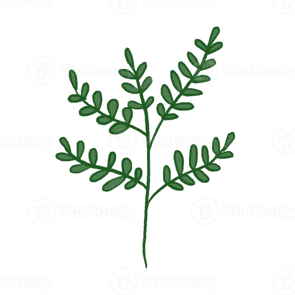 Green Leaf Illustration png