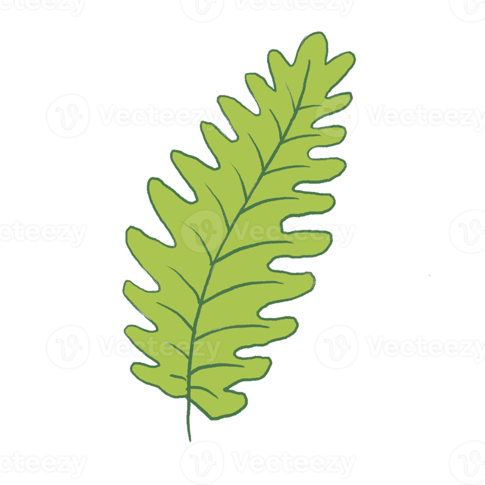 Green Leaf Illustration png