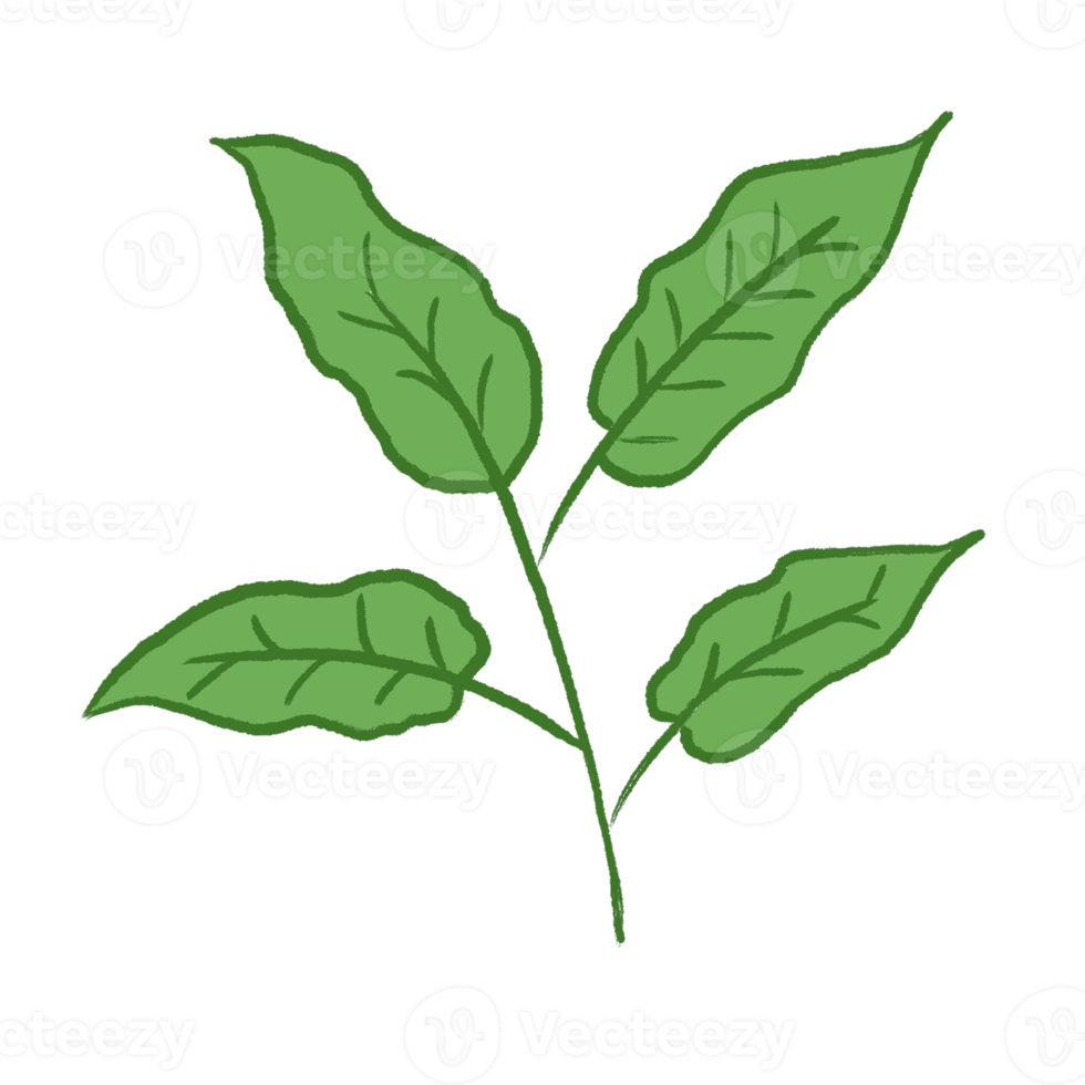 Green Leaf Illustration png