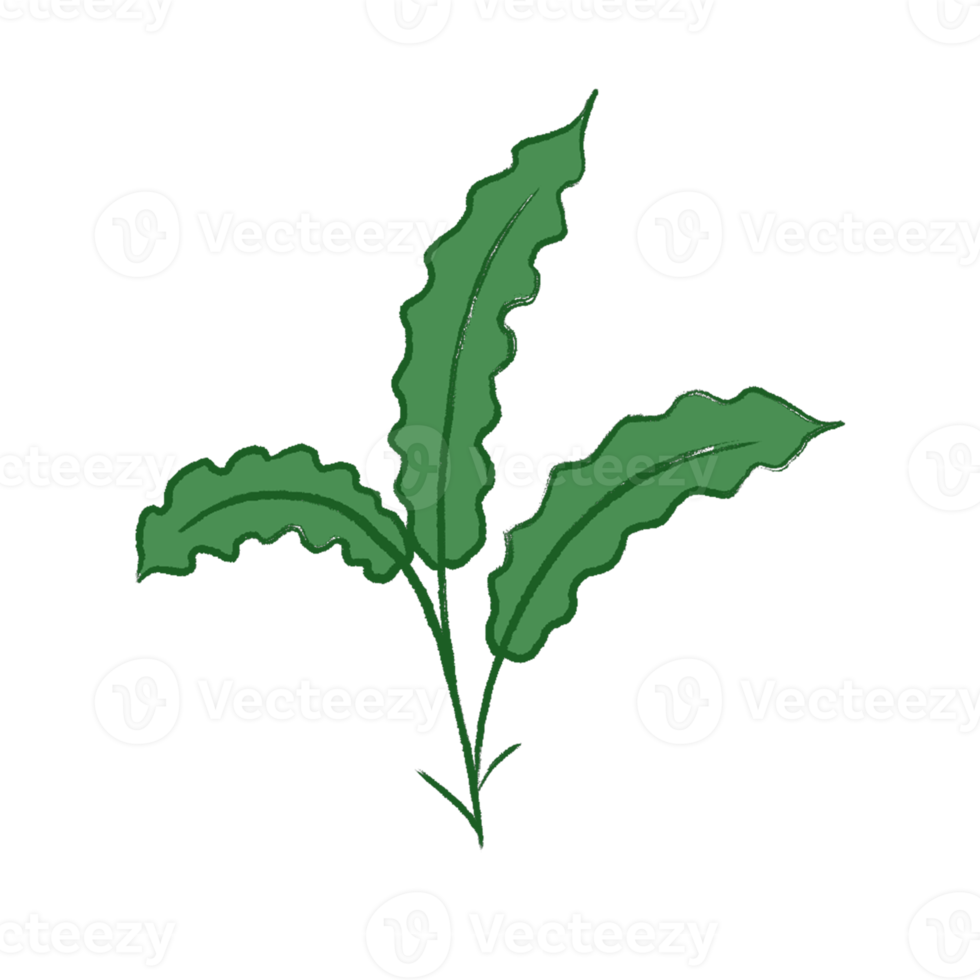 illustration de feuille verte png