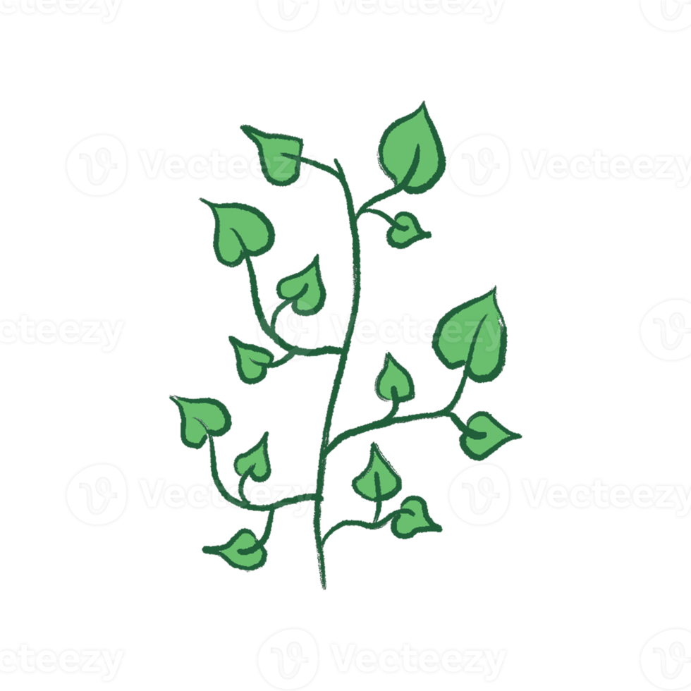 Green Leaf Illustration png