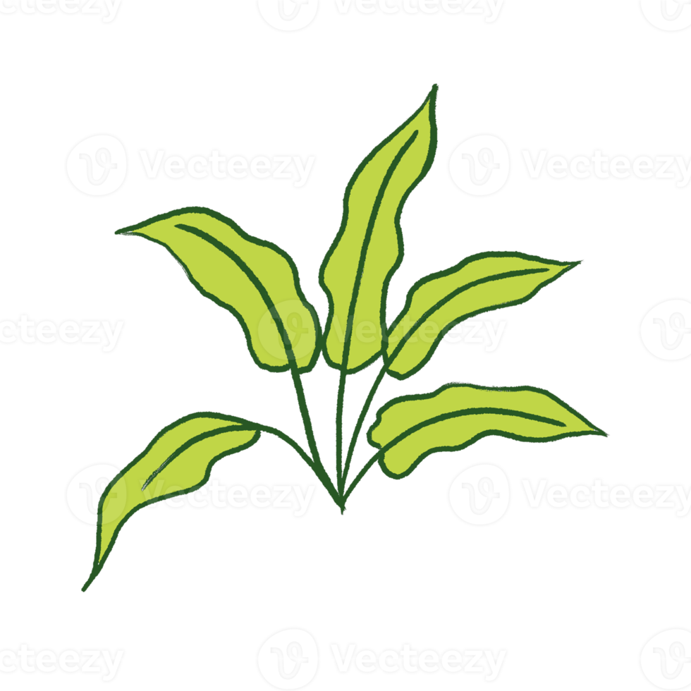 Green Leaf Illustration png