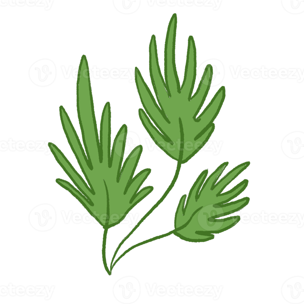 Green Leaf Illustration png