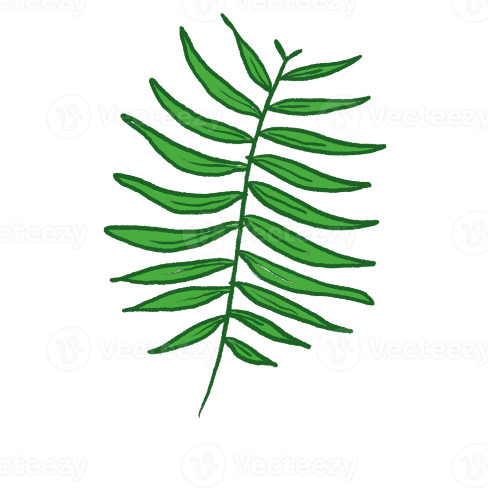 Green Leaf Illustration png