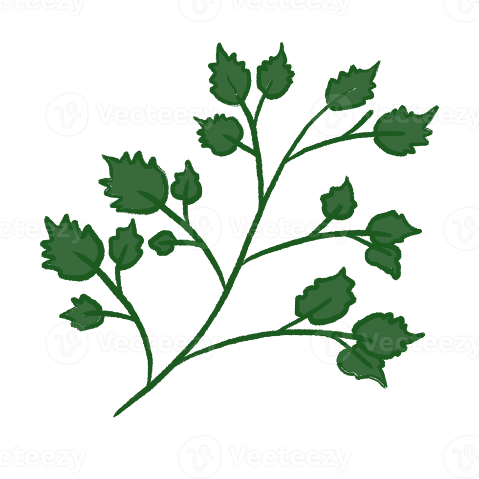 Green Leaf Illustration png