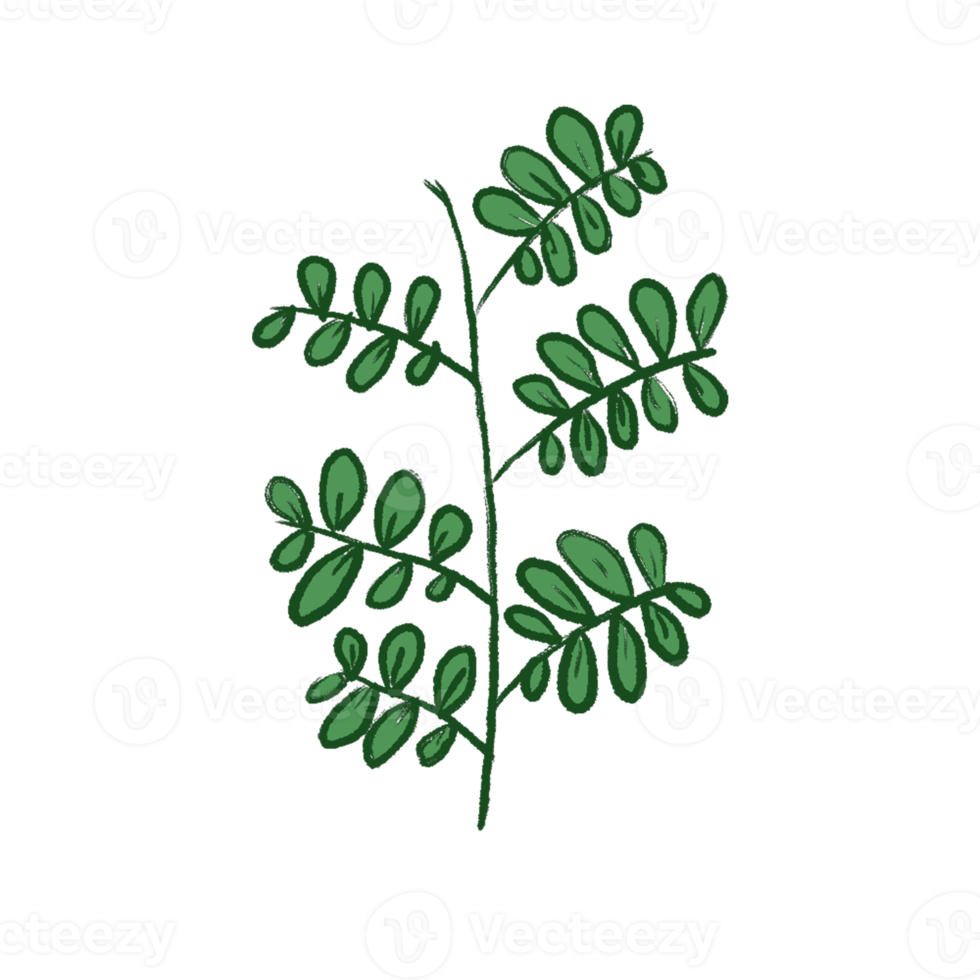 Green Leaf Illustration png