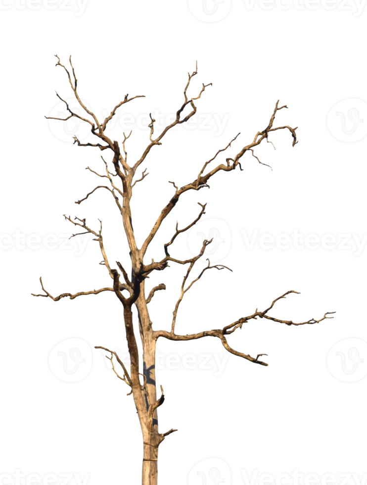 dood boom Afdeling geïsoleerd Aan transparant achtergrond PNG het dossier.